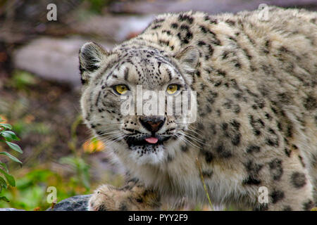 Ritratto di snow leopard, Uncia uncia. bel ritratto che mostra il maestoso animale.. Foto Stock