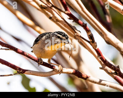 Avvistato Pardalote (Pardalotus punctatus) gara 'xanthopyge' con materiale di nesting Foto Stock