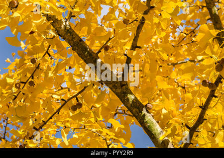 Un estratto di ginkgo biloba albero visualizza un baldacchino di foglie di giallo, 13 novembre 2011, in Columbus, Mississippi. Foto Stock