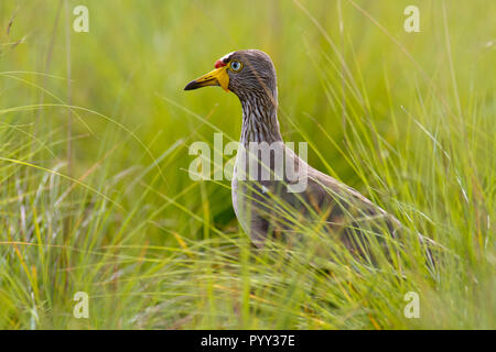 Wattled africana pavoncella (Vanellus senegallus) in erba, Pilanesberg Game Reserve, Sud Africa Foto Stock