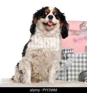 Cavalier King Charles seduto con i regali di Natale di fronte a uno sfondo bianco Foto Stock