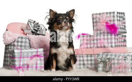 Chihuahua, 9 mesi di età, seduta con i regali di Natale di fronte a uno sfondo bianco Foto Stock
