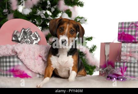 Beagle, 2 anni, con albero di Natale e regali di fronte a uno sfondo bianco Foto Stock