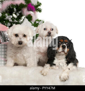 Bichon Fris√© e Maltese, 12 anni e Cavalier King Charles Spaniel, 3 anni, con albero di Natale e regali di fronte a uno sfondo bianco Foto Stock