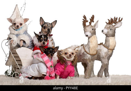 I Chihuahua, 4 anni, 1,5 anni e 2 anni con cuccioli di chihuahua, 8 mesi e 10 mesi di età, nel Natale sleigh davanti a uno sfondo bianco Foto Stock