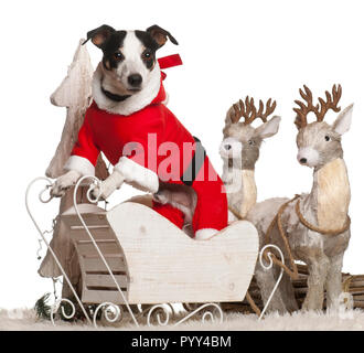 Jack Russell Terrier, 7 anno di età, nel Natale sleigh davanti a uno sfondo bianco Foto Stock