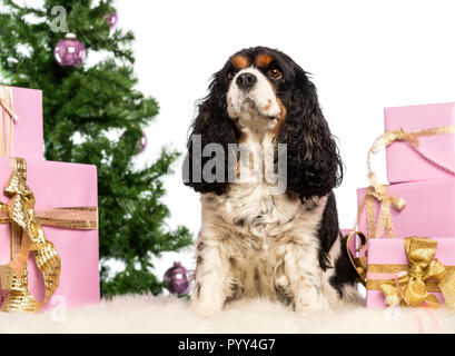 Cavalier King Charles seduto di fronte a decorazioni di Natale contro uno sfondo bianco Foto Stock