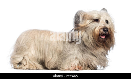 Skye Terrier con un vento la faccia contro uno sfondo bianco Foto Stock