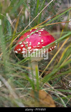 Fly agaric mushroom / toadstool con red spotted cap in crescita in erba Nei boschi in Hampshire. Noto anche come amanita muscaria. Fungo è velenoso Foto Stock