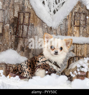 Chihuahua di fronte a un paesaggio di Natale Foto Stock