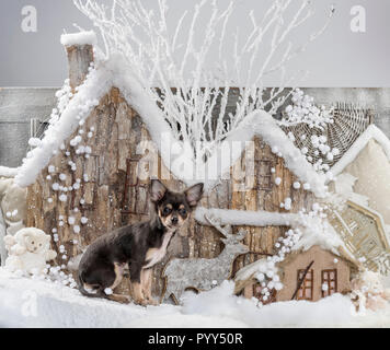 Chihuahua di fronte a un paesaggio di Natale Foto Stock