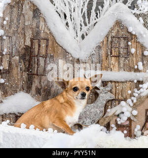Chihuahua di fronte a un paesaggio di Natale Foto Stock