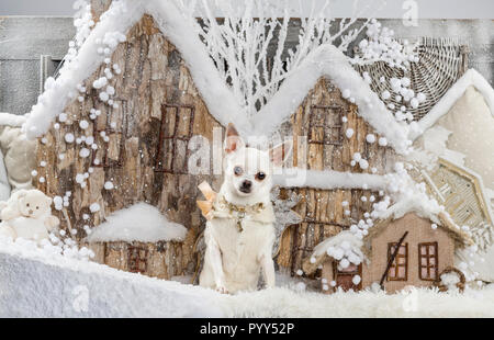 Chihuahua di fronte a un paesaggio di Natale Foto Stock
