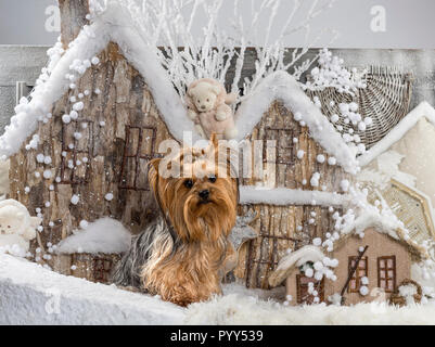 Chihuahua di fronte a un paesaggio di Natale Foto Stock