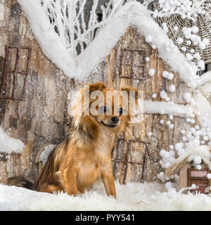 Chihuahua di fronte a un paesaggio di Natale Foto Stock