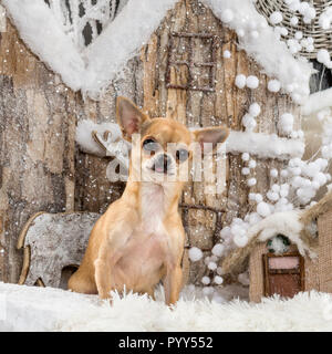 Chihuahua di fronte a un paesaggio di Natale Foto Stock