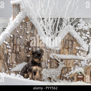 Chihuahua di fronte a un paesaggio di Natale Foto Stock