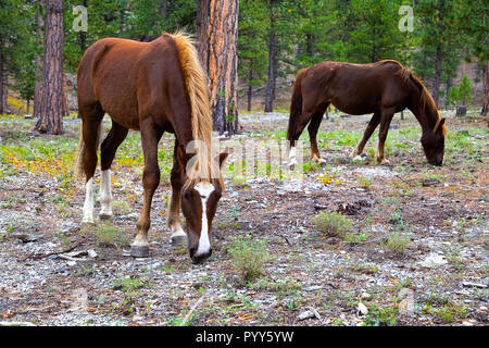 Wild Nevada Foto Stock