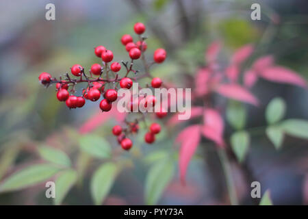 Viburnum Opulus Compactum (Guilder-Rose) con bacche rosse in autunno Foto Stock