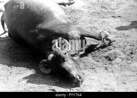 Morto carcassa di Buffalo, Union Carbide perdita di gas tragedia, Bhopal, Madhya Pradesh, India, Asia Foto Stock