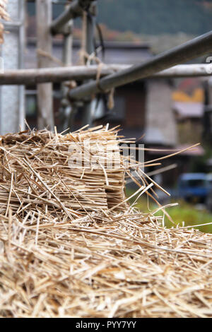 Raccolta di cannucce per costruire tetto per gassho-case di stile in Shirakawago Village Foto Stock