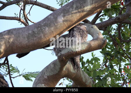 Coppia di Bruno Frogmouths Civette (Podargus Strigoides) rannicchiato sul ramo di Poinciana Tree (Delonix regia), Gold Coast, Australia Foto Stock