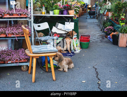 La germania,Berlino,Bernauerstrasse. Centro giardino a Mauerpark con vasi di piante e due cani in attesa in entrata Foto Stock