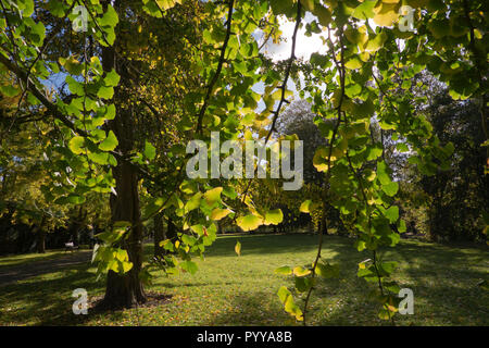 Foglie di autunno su un albero di gingko in Bute Park Cardiff Galles Wales Foto Stock