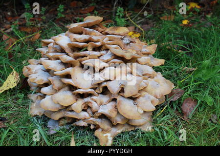 Close up di funghi Foto Stock