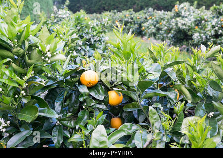 Orange frutta e fiori su alberi di agrumi nel frutteto di Kerikeri, estremo Nord distretto, Northland, Nuova Zelanda, NZ Foto Stock