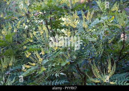 Mahonia x media "Carità' arbusto fioritura in autunno regno unito Foto Stock