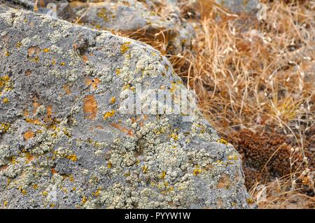 La profondità di campo di una vista delle pietre di roccia ricoperti di licheni circondato da Giallo autunno erba su dolci colline in Khakassia, Russia Foto Stock
