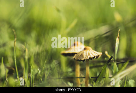 Due funghi da funghi unito famiglia tra la foresta di erba, non focalizzato con sfondo verde Foto Stock
