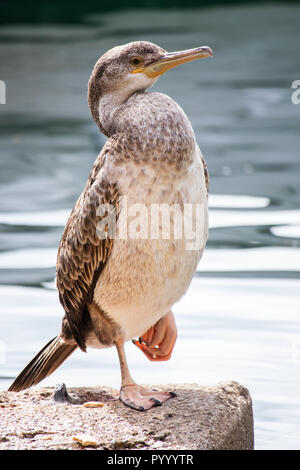 Giovane cormorano phalacrocorax carbo sinensis, Phalacrocorax carbo Foto Stock