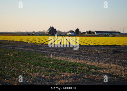 I campi di giallo narcisi sul tramonto. Sera paesaggio di primavera nei Paesi Bassi. Foto Stock