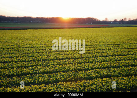 I campi di giallo narcisi sul tramonto. Sera paesaggio di primavera nei Paesi Bassi. Foto Stock