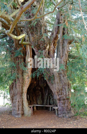 Antico albero di Yew nel sagrato a Much Marcle, Herefordshire Foto Stock