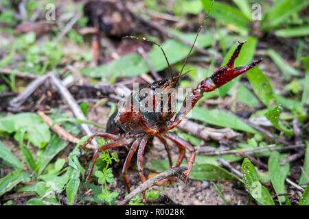 Procambarus clarkii, anche red swamp gamberi di fiume, anche i gamberi della Louisiana Foto Stock