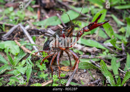 Procambarus clarkii, anche red swamp gamberi di fiume, anche i gamberi della Louisiana Foto Stock