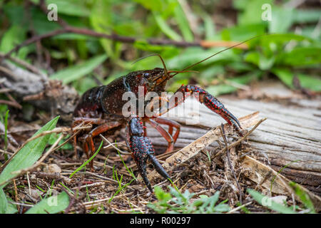 Procambarus clarkii, anche red swamp gamberi di fiume, anche i gamberi della Louisiana Foto Stock