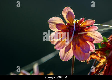 Sfondo con il dahlia e spider web. Dahlia è tuberosa radicata in pianta della famiglia a margherita, che è coltivata per le sue colorate singola o doubl Foto Stock