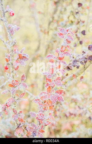 Himalyan cotoneaster ramoscelli ricoperta di brina Foto Stock