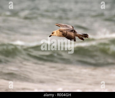 Un unico gabbiano volare sopra le onde tempestose Foto Stock