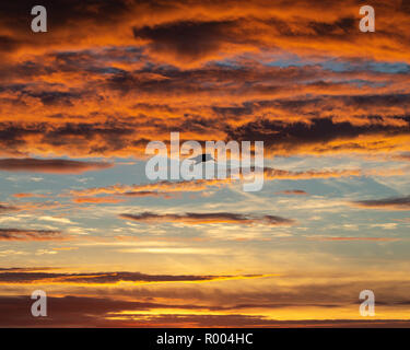 Un gabbiano solitario stagliano nuvole al tramonto Foto Stock