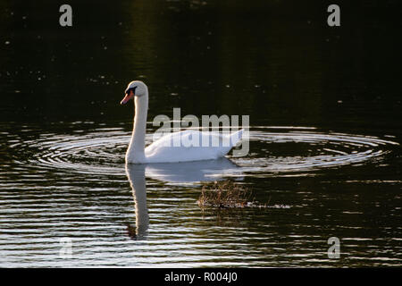 Singola swan su acque calme con increspature che lo circonda Foto Stock