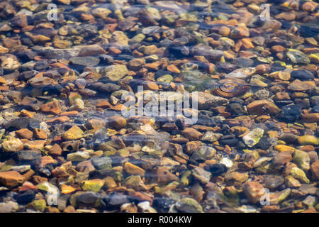 Rocce nella parte inferiore del fiume Foto Stock