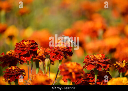 Arancio fiori ornamentali a inizio autunno Foto Stock