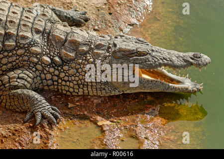 Coccodrillo del Nilo a Croco Park, Agadir, Souss-Massa Provincia, Marocco. Foto Stock