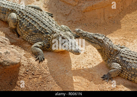 Coccodrilli del Nilo a Croco Park, Agadir, Souss-Massa Provincia, Marocco. Foto Stock