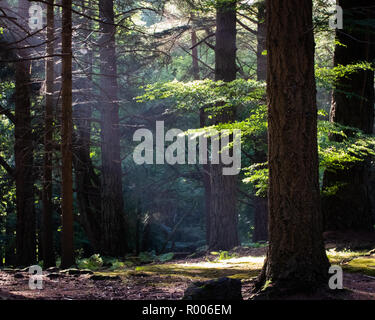 I raggi di luce che brilla attraverso gli alberi sul suolo della foresta Foto Stock